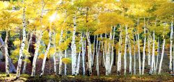 Artist Peter Ramberg Art Photography